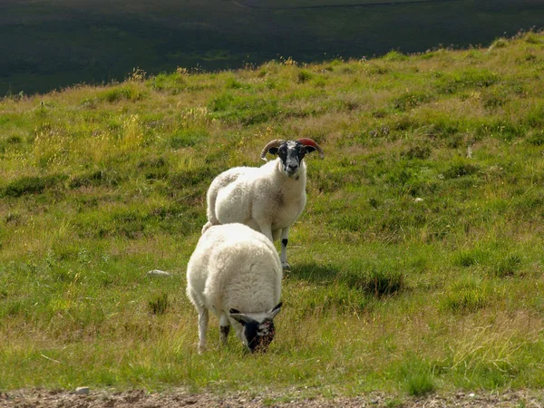 Paisagem Com Carneiros Irritados Ovelhas — Fotografia de Stock