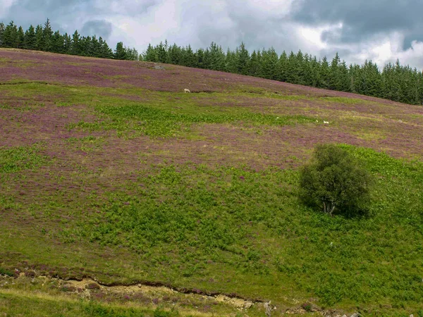 Kleurrijke Berglandschap Met Roze Heide — Stockfoto