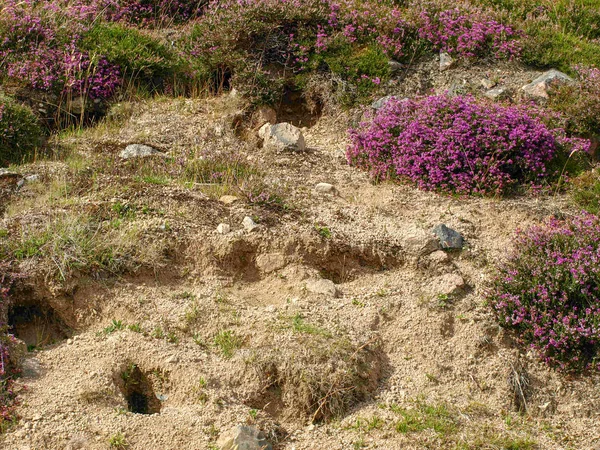 Paisagem Montesa Colorida Com Urze Rosa — Fotografia de Stock