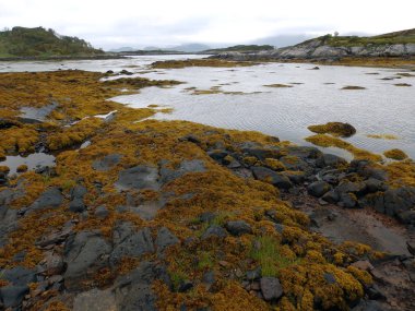 fiyortun kenarında dağlarla ve çayır ile güzel bir sis resmi.