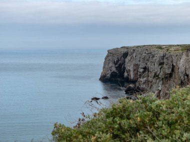 Dik kayalık kıyıları ve ön planda yabani çiçekleri olan bir manzara.