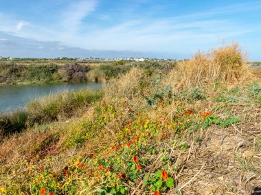 Güzel sarı çiçekler deniz kenarındaki çayır