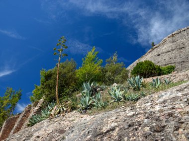 Dik kayalık kıyıları ve ön planda yabani çiçekleri olan bir manzara.