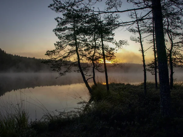 Schöner Nebel Über Dem See Dunkle Baumsilhouetten Sonnenuntergang Über Dem — Stockfoto