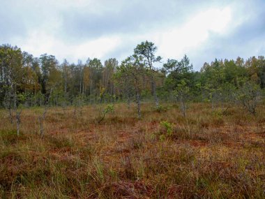 Bataklıkta kırmızı böğürtlenli resim