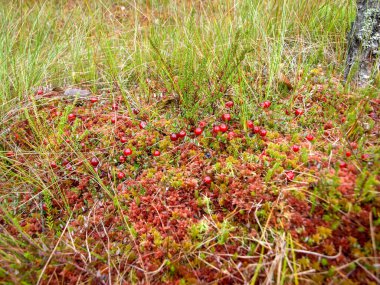 Bataklıkta kırmızı böğürtlenli resim