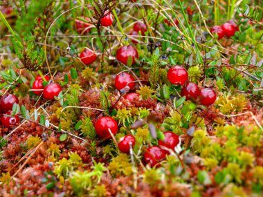 picture with red cranberry berries in the bog clipart