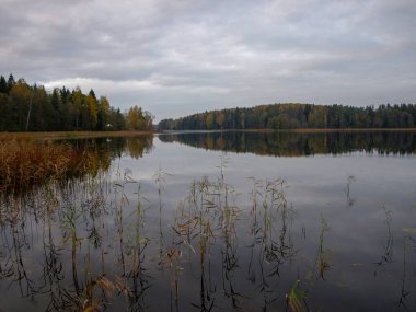 Gölü olan sonbahar manzarası, sudaki ağaç yansımaları, bulutlu bir gün.