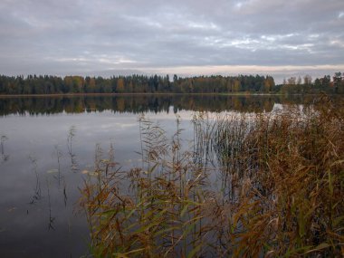 Gölü olan sonbahar manzarası, sudaki ağaç yansımaları, bulutlu bir gün.