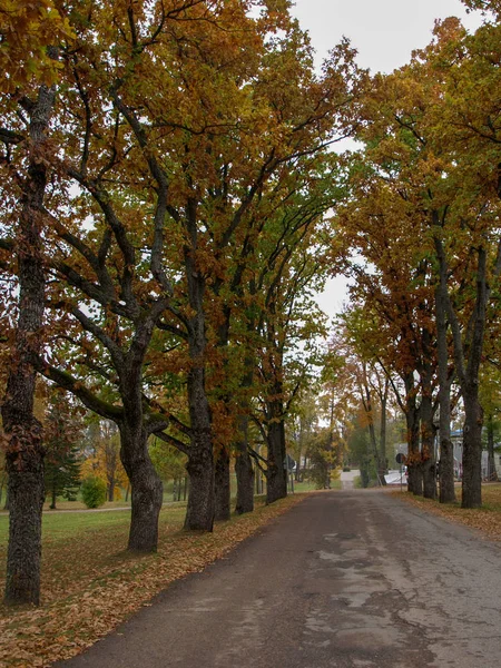 Ağaç Bulvarı Ile Sonbahar Manzarası Bulutlu Bir Gün — Stok fotoğraf