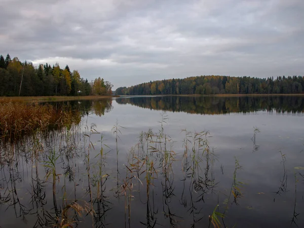 Herfst Landschap Met Meer Boom Reflecties Het Water Bewolkte Dag — Stockfoto