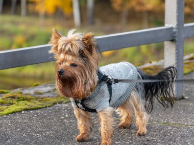 Yolda sıcak bir ceket giymiş mutlu bir köpek.