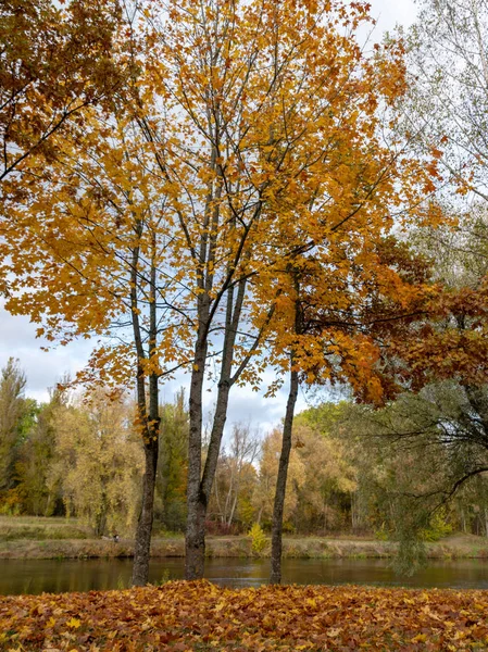 Outono Paisagem Parque Folhas Caídas Chão Silhuetas Árvores — Fotografia de Stock