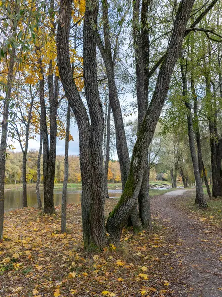 Осенний Пейзаж Парке Опавшие Листья Силуэты Деревьев — стоковое фото