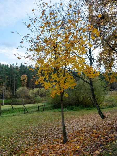 Jesienny Krajobraz Parku Liście Spadające Ziemię Sylwetki Drzew — Zdjęcie stockowe