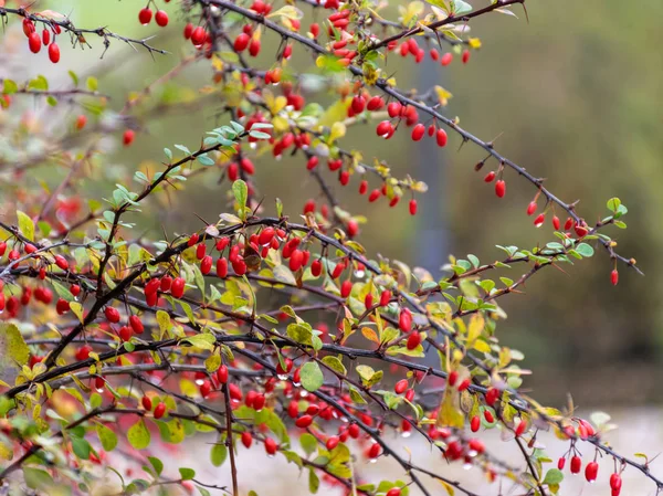 Крупный План Куста Красной Ягоды Осеннем Парке — стоковое фото