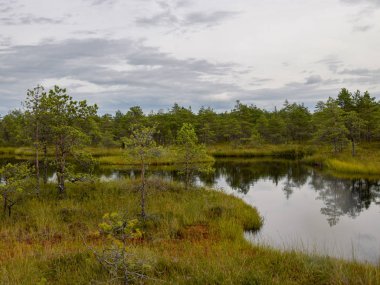 Bataklıkta güzel bir resim, güneşli bir yaz günü