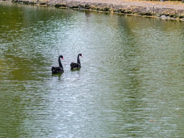 Siyah Kuğu Ailesi ile resim