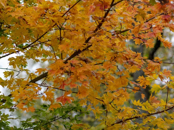 Image Avec Belles Feuilles Colorées Sur Fond — Photo