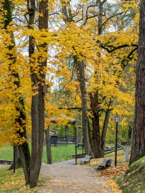  Sonbahar parkında renkli ağaçlı resim