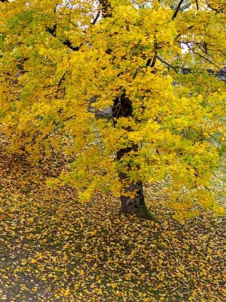 Картина Різнокольоровими Деревами Осінньому Парку — стокове фото