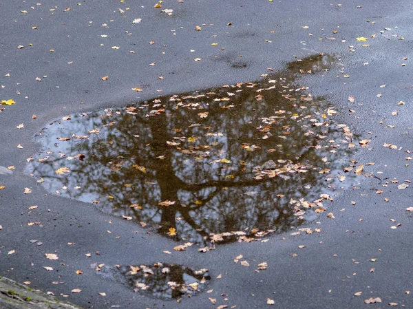 Reflexión Abstracta Los Árboles Charco Agua — Foto de Stock