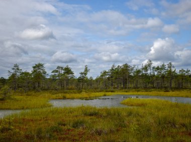 Bataklık, bataklık çamları, bataklık gölü ve yosunlu manzara