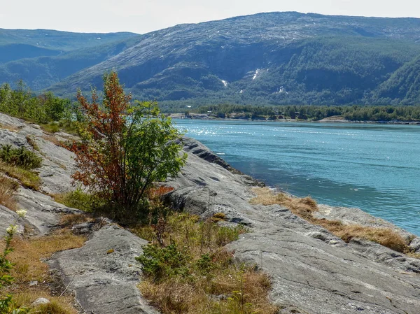 Krajina Skalnatým Fjordem Pobřeží Krásné Květiny Keře — Stock fotografie