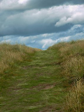 Deniz kenarındaki çayır manzarası