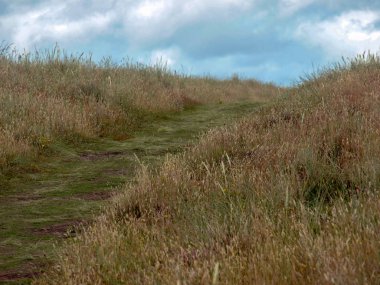 Deniz kenarındaki çayır manzarası