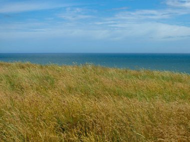 Deniz kenarındaki çayır manzarası