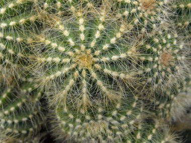 Yeşil kaktüs ve sivri iğneli yakın plan fotoğraf.