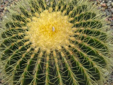 Yeşil kaktüs ve sivri iğneli yakın plan fotoğraf.