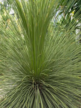 Yeşil kaktüs ve sivri iğneli yakın plan fotoğraf.