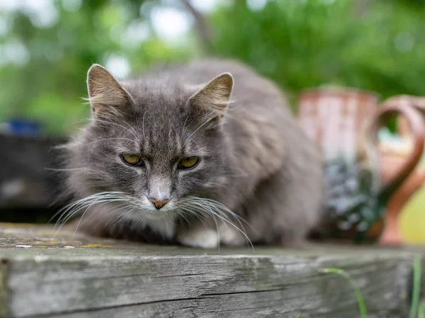 Bild Mit Einem Traurigen Grauen Katzenporträt — Stockfoto