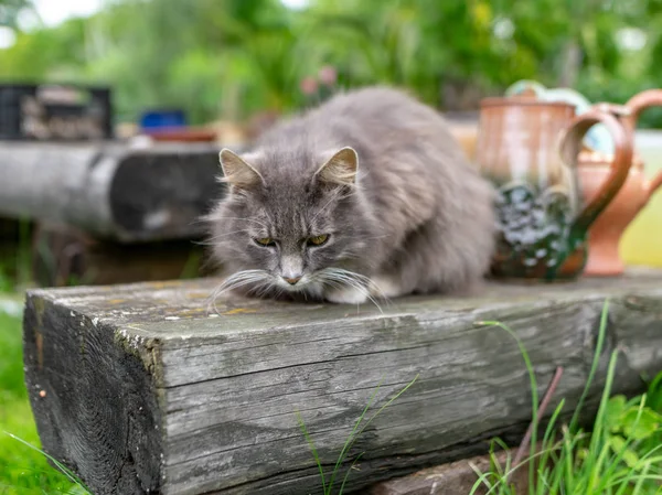 Bild Mit Einem Traurigen Grauen Katzenporträt — Stockfoto