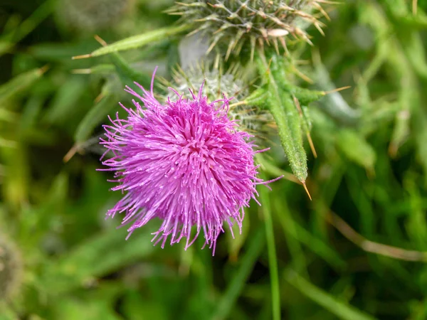 Imagem Com Close Uma Bela Flor Fundo Borrado — Fotografia de Stock