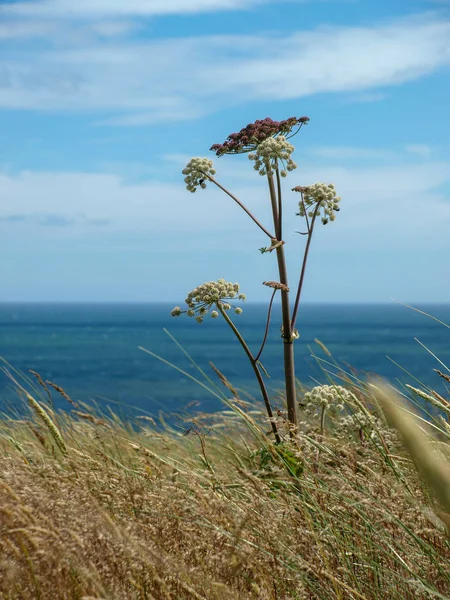 Paesaggio Con Prato Riva Mare — Foto Stock