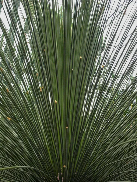 Nahaufnahme Mit Grünem Kaktus Und Scharfen Nadeln — Stockfoto