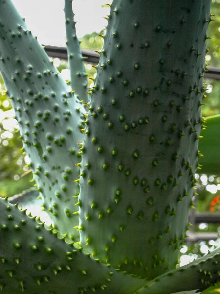 Imagem Close Com Cacto Verde Agulhas Afiadas — Fotografia de Stock