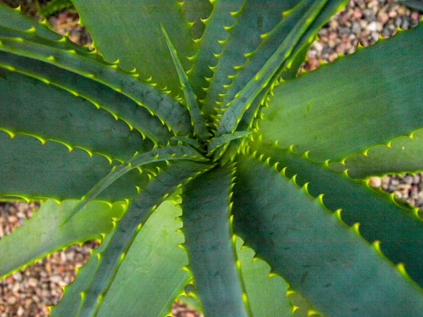 Imagen Primer Plano Con Cactus Verde Agujas Afiladas —  Fotos de Stock