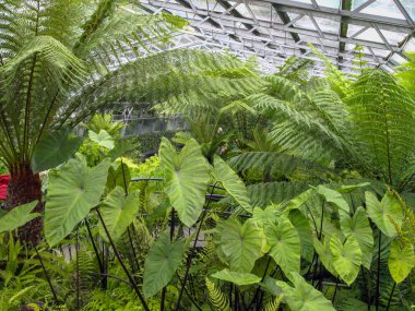 Yeşil yaprak desenli resim, arkaplan için uygun