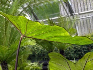 Yeşil yaprak desenli resim, arkaplan için uygun