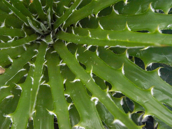 Imagem Close Com Cacto Verde Agulhas Afiadas — Fotografia de Stock