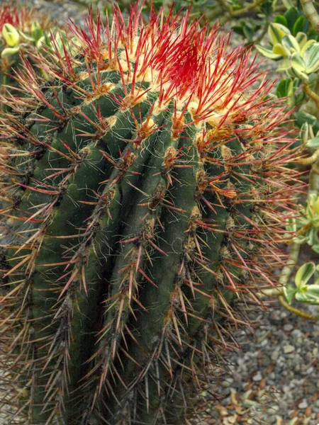 Image Gros Plan Avec Cactus Vert Aiguilles Pointues — Photo