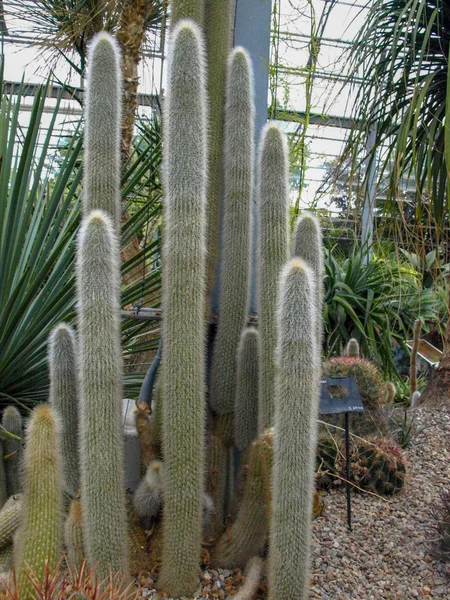 Image Gros Plan Avec Cactus Vert Aiguilles Pointues — Photo