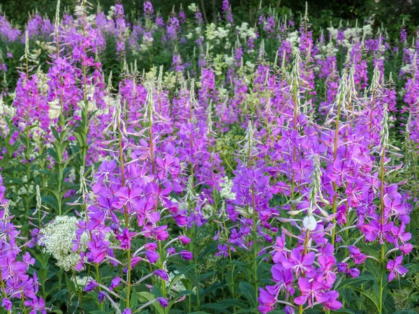 美しい赤い野生の花の写真 — ストック写真