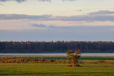 Kırsal alanlarda akşam sisi, saman ruloları, akşam alacakaranlığı.