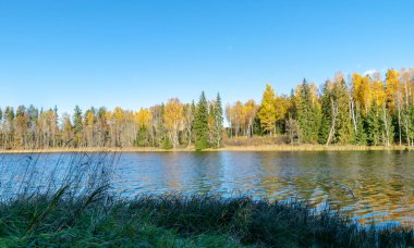 Göl kil üzerinde güzel ve parlak ağaçlar, sonbahar manzarası