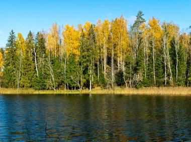 kır yollarıyla manzara, kenar boyunca ahşap çitler ve renkli ağaçlar, sonbahar
